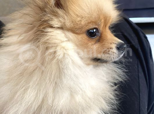Erkek Pomeranian  görsel
