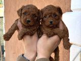 Core toy poodle