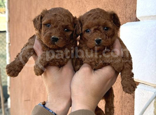Core Toy Poodle