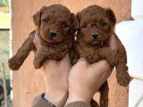 Core Toy Poodle