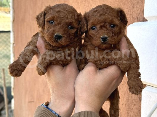Core Toy Poodle görsel