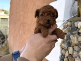 Core Toy Poodle