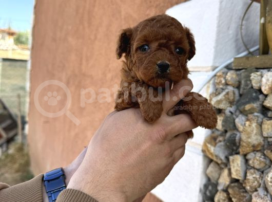 Core Toy Poodle görsel