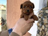 Core Toy Poodle