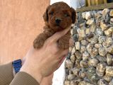Core Toy Poodle
