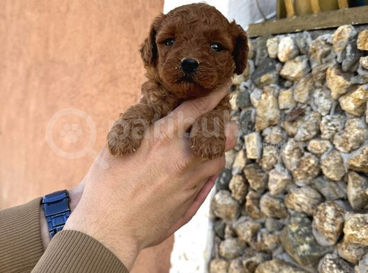 Core Toy Poodle görsel