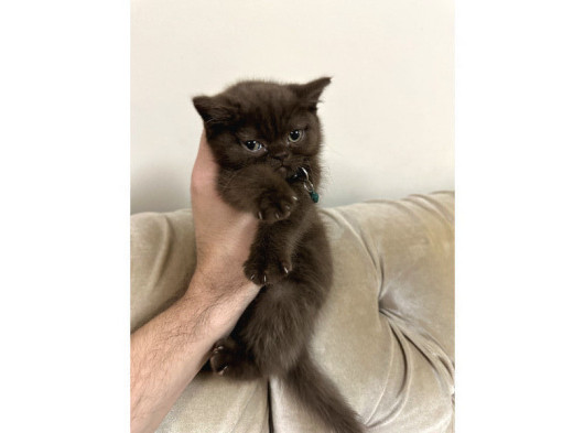 2 Aylık British Shorthair Cinnamon Erkek görsel