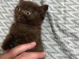 2 Aylık British Shorthair Cinnamon Erkek