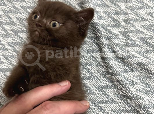2 Aylık British Shorthair Cinnamon Erkek görsel