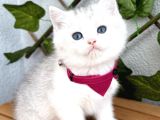 Pamuk Silver British Shorthair Oğlumuz