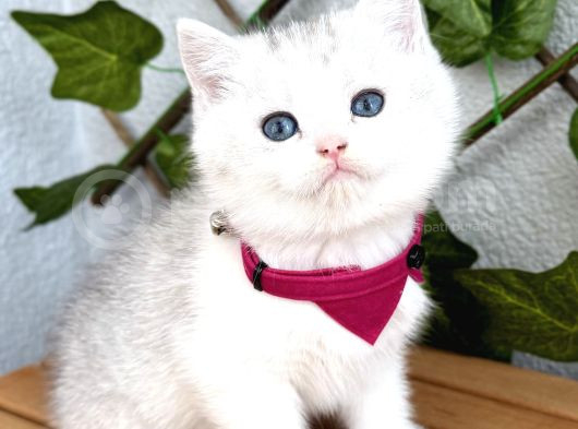 Pamuk Silver British Shorthair Oğlumuz görsel