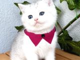 Pamuk Silver British Shorthair Oğlumuz