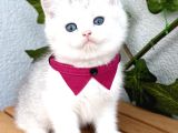 Pamuk Silver British Shorthair Oğlumuz