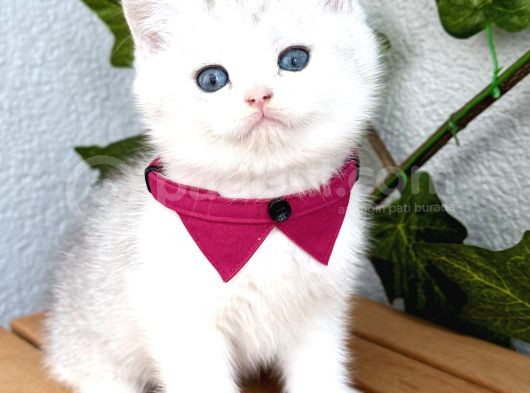 Pamuk Silver British Shorthair Oğlumuz