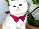 Pamuk Silver British Shorthair Oğlumuz