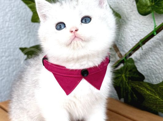 Pamuk Silver British Shorthair Oğlumuz görsel