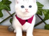 Pamuk Silver British Shorthair Oğlumuz