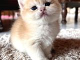 Saf Kan Şecereli Wcf Kayıtlı Golden British Shorthair Yavru