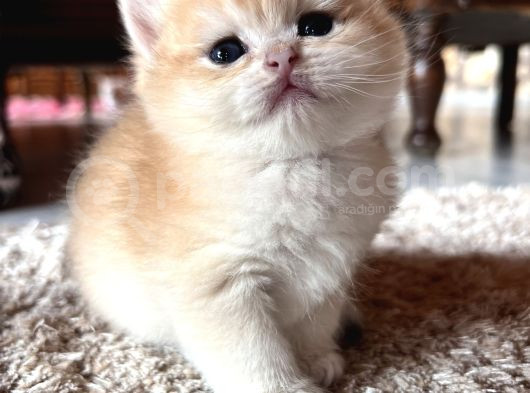 Saf Kan Şecereli Wcf Kayıtlı Golden British Shorthair Yavru görsel