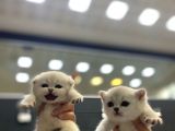 BRİTİSH GOLDEN BABA YAVRUSU BEYAZ YAVRU CİNS KEDİ