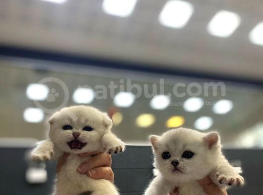 Bri̇ti̇sh Golden Baba Yavrusu Beyaz Yavru Ci̇ns Kedi̇