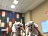 Bri̇ti̇sh Golden Baba Yavrusu Beyaz Yavru Ci̇ns Kedi̇