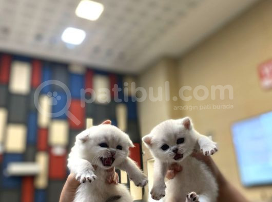 Bri̇ti̇sh Golden Baba Yavrusu Beyaz Yavru Ci̇ns Kedi̇ görsel