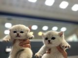 Bri̇ti̇sh Golden Baba Yavrusu Beyaz Yavru Ci̇ns Kedi̇