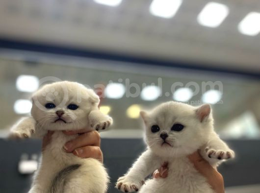 Bri̇ti̇sh Golden Baba Yavrusu Beyaz Yavru Ci̇ns Kedi̇ görsel