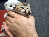 Bri̇ti̇sh Golden Baba Yavrusu Beyaz Yavru Ci̇ns Kedi̇