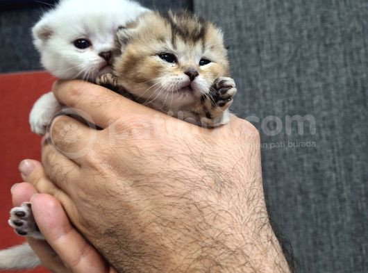 Bri̇ti̇sh Golden Baba Yavrusu Beyaz Yavru Ci̇ns Kedi̇ görsel