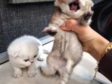 Bri̇ti̇sh Golden Baba Yavrusu Beyaz Yavru Ci̇ns Kedi̇