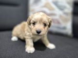 Minnoş Maltipoo Yavrum