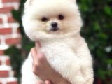 Orji̇nal Ayi Surat Pomerani̇an Boo