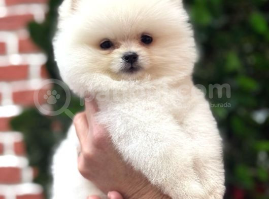 Orji̇nal Ayi Surat Pomerani̇an Boo görsel