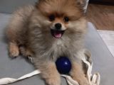 Erkek Pomeranian 