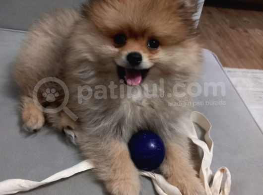 Erkek Pomeranian  görsel