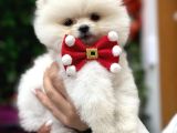 Orji̇nal Ayi Surat Pomerani̇an Boo
