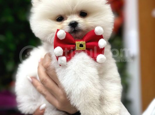 Orji̇nal Ayi Surat Pomerani̇an Boo görsel