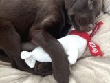 3 Aylık dişi chocolate Labrador Yuva arıyor