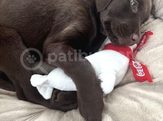 3 Aylık Dişi Chocolate Labrador Yuva Arıyor