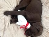 3 Aylık Dişi Chocolate Labrador Yuva Arıyor