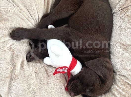 3 Aylık Dişi Chocolate Labrador Yuva Arıyor görsel