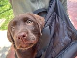 3 Aylık Dişi Chocolate Labrador Yuva Arıyor
