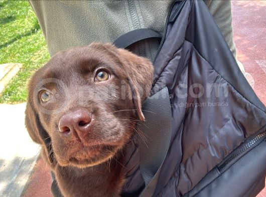 3 Aylık Dişi Chocolate Labrador Yuva Arıyor görsel