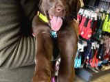 3 Aylık Dişi Chocolate Labrador Yuva Arıyor