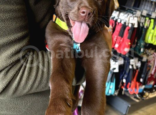 3 Aylık Dişi Chocolate Labrador Yuva Arıyor görsel
