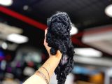Si̇yah Toy Poodle Kizimiz