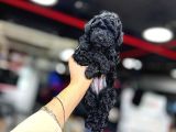 Si̇yah Toy Poodle Kizimiz