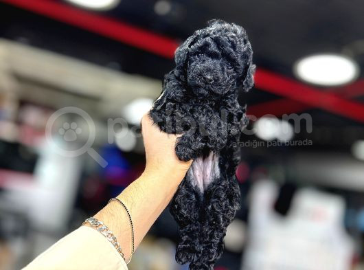 Si̇yah Toy Poodle Kizimiz görsel